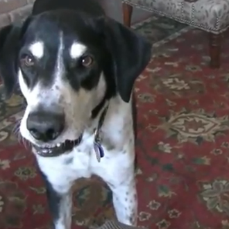 El perro parlante que quiere un gato ¡más mono!