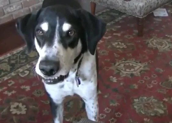 El perro parlante que quiere un gato ¡más mono!