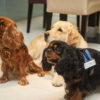 Los perros que ayudan a sobrellevar el duelo de las …