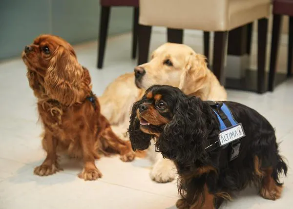 Los perros que ayudan a sobrellevar el duelo de las personas, un proyecto pionero en Barcelona