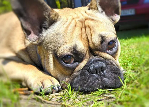 Las cirugías para tratar problemas respiratorios en los Bulldog Francés han aumentado un 800% en 10 años