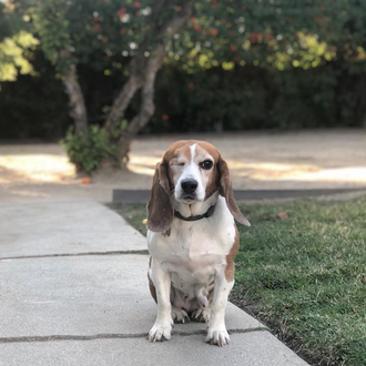 La nueva vida en familia de una perra que pasó …