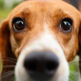 1500 Beagles que iban a ser utilizados en experimentos ya …