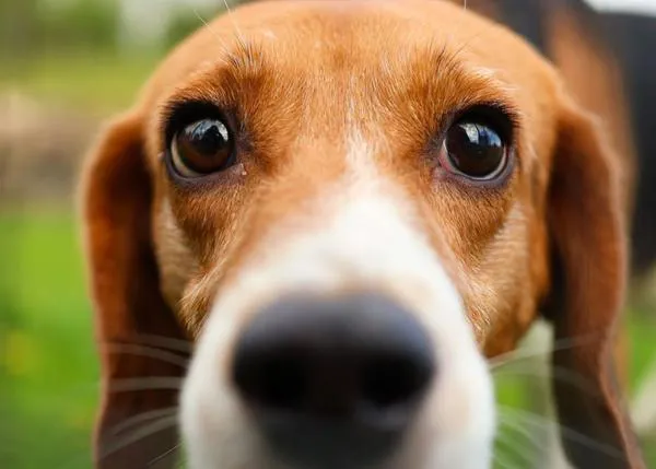 1500 Beagles que iban a ser utilizados en experimentos ya están a salvo, aún quedan unos 500 perros dentro de Ridglan Farms