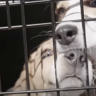 Beagle Freedom Project: más una década rescatando a los perros …