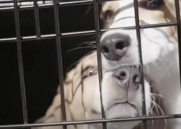 Beagle Freedom Project: más una década rescatando a los perros de laboratorio