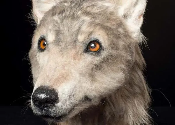 Una reconstrucción forense nos permite contemplar a un perro de hace más de 4000 años