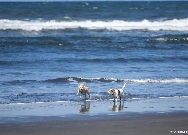 Agenda SrPerro octubre: Ocio urbano, playas y un sinfín de planes solidarios en toda España con tu perro