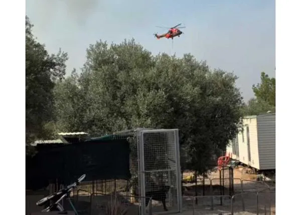 La protectora Arca, en Tarragona, necesita con urgencia casas de acogida para 125 perros evacuados de los incendios