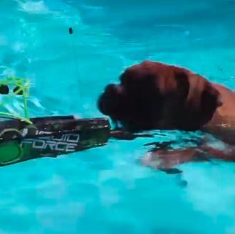 Actividades perrunas veraniegas: hacer el tiburón
