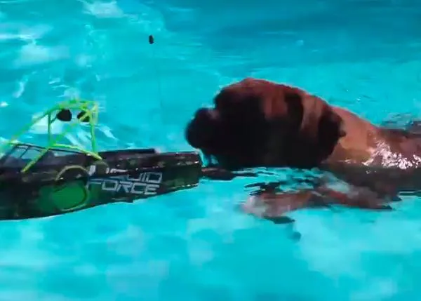Actividades perrunas veraniegas: hacer el tiburón