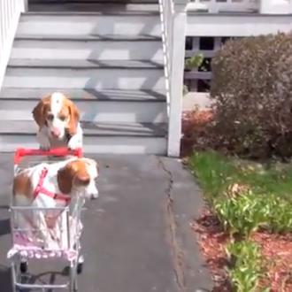 Paseos perrunos con estilo: Maymo, el 