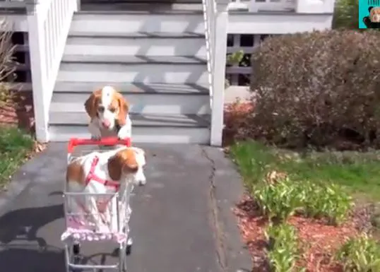 Paseos perrunos con estilo: Maymo, el 