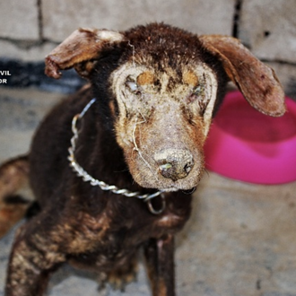 La Guardia Civil interviene en una finca 22 perros en …