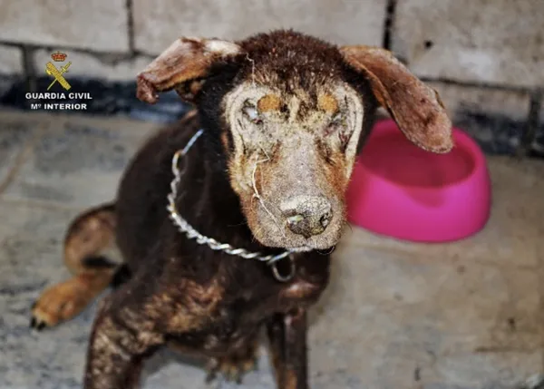 La Guardia Civil interviene en una finca 22 perros en condiciones deplorables y encuentra cadáveres de otros 7