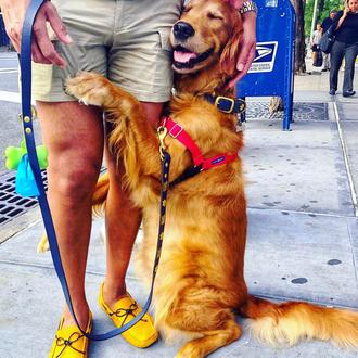 Una achuchable Golden Retriever se ha hecho famosa porque... ¡reparte …