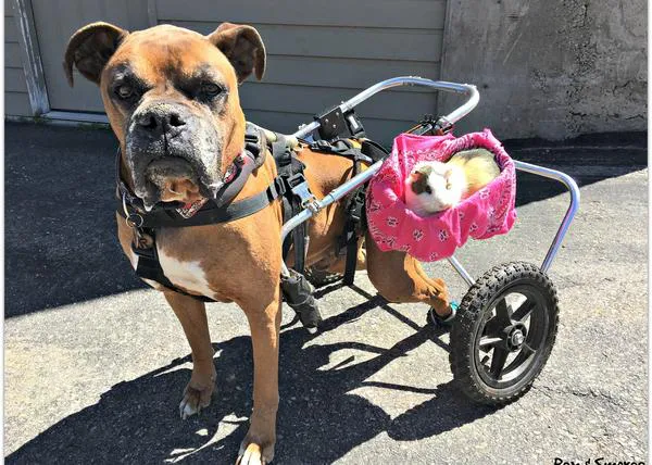 Una amistad muy especial en el hogar feliz de los perros que nadie quería: un bóxer y una cobaya