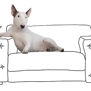 Jimmy Choo -el perro- y Jimmy Choo -la marca- se …