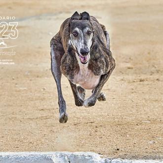 Por año Galgo, por año solidario, por un año con …
