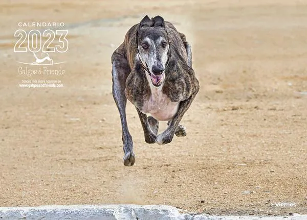 Por año Galgo, por año solidario, por un año con más adopciones y menos abandonos... ¡el calendario de Galgos & Friends!