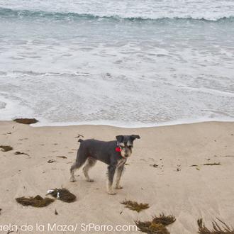 Ojo con las algas secas en la playa: son MUY …