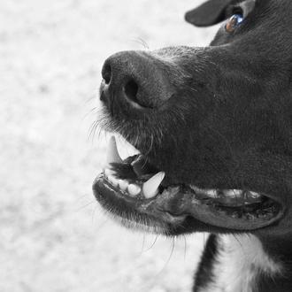 SrPerro de paseo con Elena y Lu, ¡que hoy cumple …
