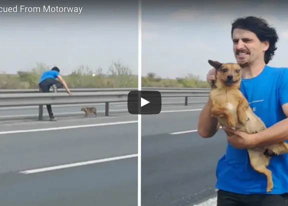 Una perra abandonada en medio de una autopista y un rescate que pone los pelos de punta