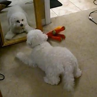 El perro autosuficiente: o cómo pasárselo en grande jugando con …
