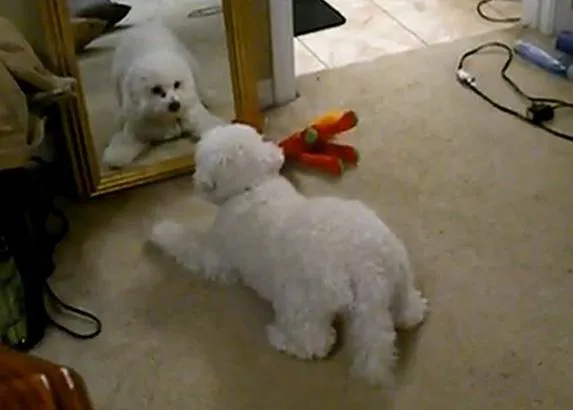 El perro autosuficiente: o cómo pasárselo en grande jugando con un espejo