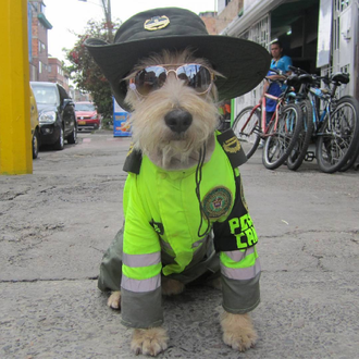 Un perro rescatado de la basura se hace famoso tras …