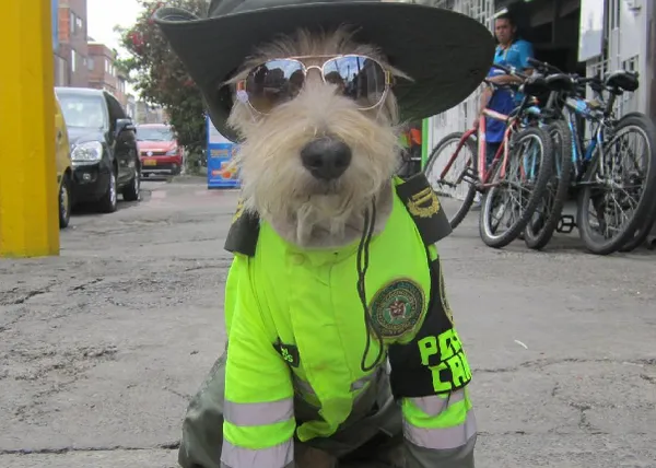 Un perro rescatado de la basura se hace famoso tras 