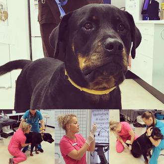 Gracias a un tratamiento experimental, una 