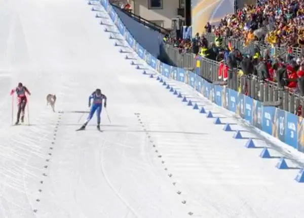 Un guapérrimo Perro Lobo Checoslovaco protagoniza un inesperado foto finish en los Juegos Olímpicos de Invierno