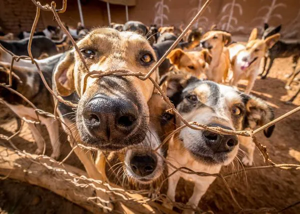 La titánica labor de SARA Marruecos: un santuario donde cuidan de  más de 800 perros, 150 gatos, 10 burros...