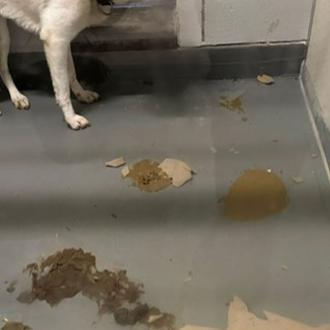 El efecto del pánico por los petardos en los perros …