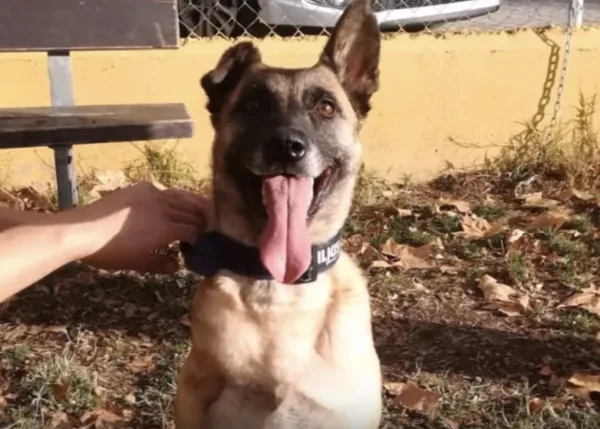 La dramática historia de Vespa, convertida en símbolo de los perros de trabajo