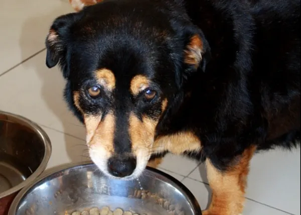 APDDA dona los 3000 euros del premio ‘Respeto a los Animales’ a los bancos de alimentos para animales