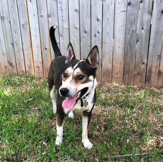 Valor, el perro que regresó de la muerte y ahora …