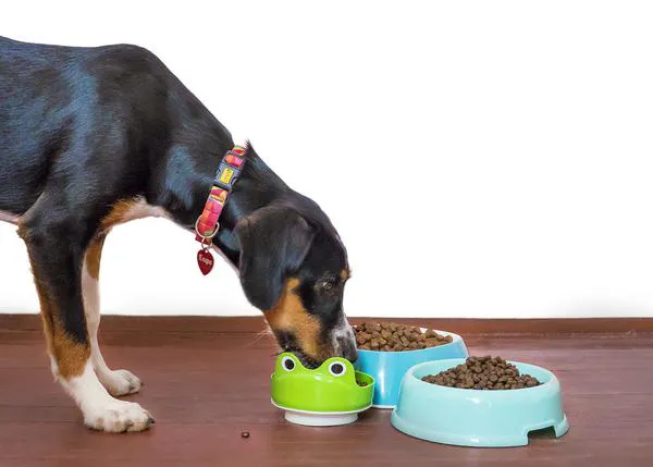 Radiografía de la industria de alimentos para perros y gatos en España: en 2020 la facturación creció un 5,6%