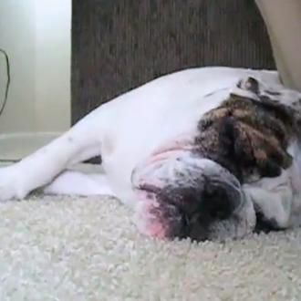 Métodos infalibles para despertar a un SrPerro que ronca...