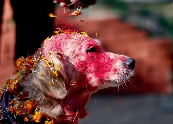 El día en el que los perros son venerados por su especial vínculo con los humanos: Kukur Tihar