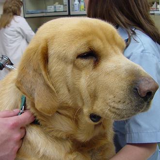 ¿Con qué frecuencia conviene llevar a nuestro perro al veterinario?