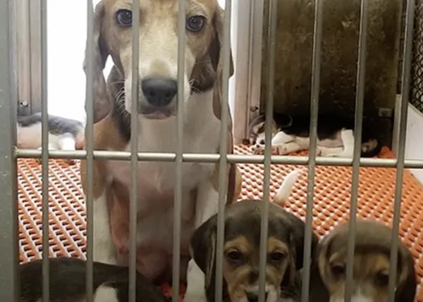 145 Beagles en 