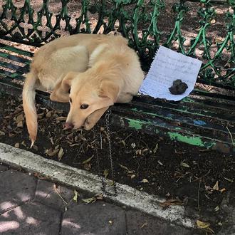 Boston, un cachorro abandonado en un parque, estrella de las …