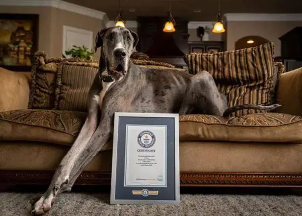 Zeus, el perro más alto del mundo, ha muerto con solo tres años por complicaciones tras amputarle una pata por un cáncer