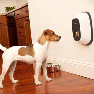 Gadgets para humanos perrunos: skype con premios y olores calmantes