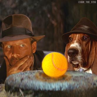 Stig, el genial Basset Hound que está requetelisto para su …