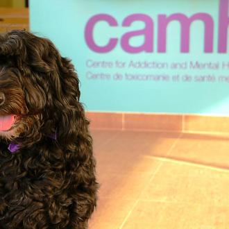 Los perros de terapia ayudan a pacientes con problemas severos …