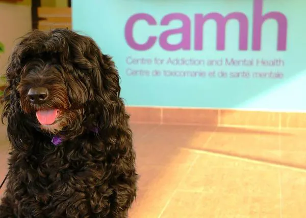 Los perros de terapia ayudan a pacientes con problemas severos de salud mental