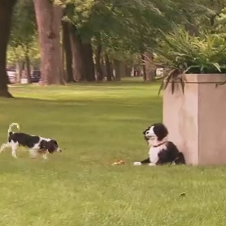 La broma perruna del peluche ventrílocuo... un vídeo genera carcajadas